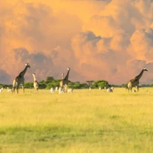 Giraffenherde in Botswana im Sonnenuntergang