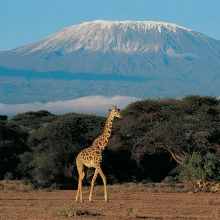 Giraffe und Kilimandscharo in Kenia