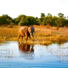 Elefant an einer Wasserstelle in Simbabwe