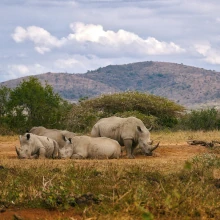 Nashörner in Südafrika