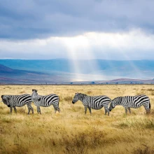 Zebraherde in Tansania