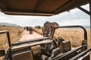 Reisetipp | Big Five Safari