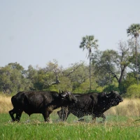 Büffel in im Chobe Nationalpark in Botswana