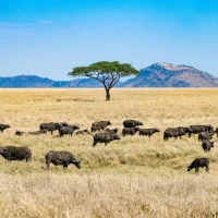 Die Große Wanderung der Büffel in Afrika (Serengeti-Nationalpark)