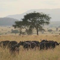 Wilde Büffelherde in Südafrika