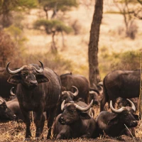 Büffel in Tansania