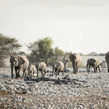 Elefantenherde in Botswana
