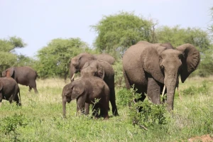 Tierwelt | Afrikanischer Elefant