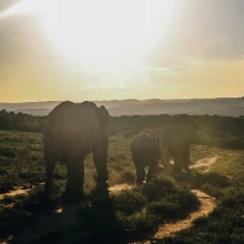 Elefanten in Südafrika
