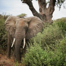 Elefant auf Beobachtung im Lake Manyara Nationalpark