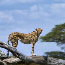 Leopard steht auf einem Felsen auf einer Beobachtung beim Game Drive im Serengeti National Park
