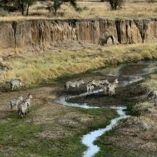 Blick von oben herab in den Tarangire National Park. Zebras grasen an einem kleinen Fluss
