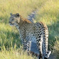 Leopard im Okavango Delta in Botswana, Afrika