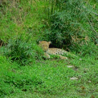 Leopard liegt im Gebüsch / Gras im Masai Mara, Afrika, Kenia