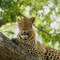 Leopard sitzt auf einem Baum in Sambia (Süd Luangwa), Afrika
