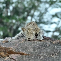 Leopard ruht sich auf einem Felsen aus in Südafrika