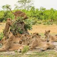 Löwenrudel in Botswana auf einer Safari