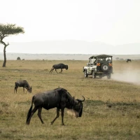 Mit einem Safarifahrzeug in Kenia auf Beobachtung
