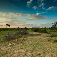 Einige Löwen in Südafrika