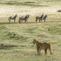 Ein Löwe in Tansania beobachtet eine Zebraherde