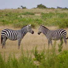 Zwei Zebras in Afrika