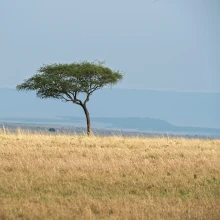 Bild von einem Baum in Kenia (Mtito Andei)