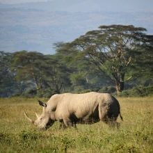 Nashorn in Kenia
