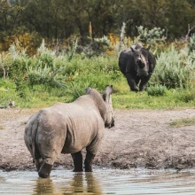 Zwei Nashörner schauen sich an in Namibia