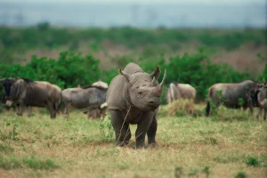 Tierwelt | Nashorn