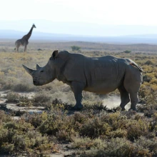Nashorn vorne, Giraffe hinten in Südafrika auf einer Besichtigung