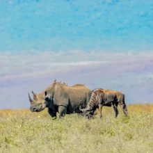 Nashorn und Gnu in Tansania auf einer Weide