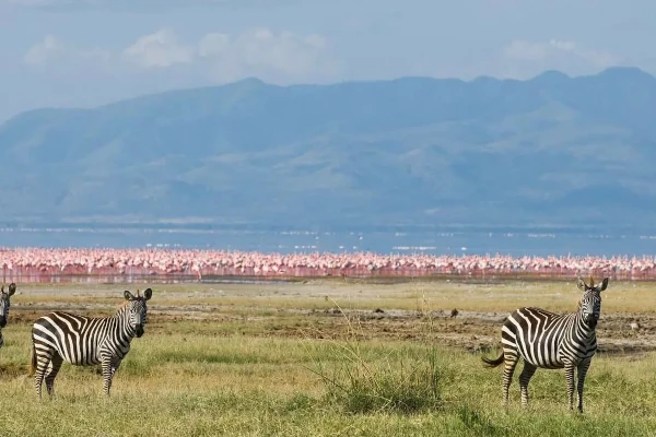 Zebras und Flamingos am Lake Manyara