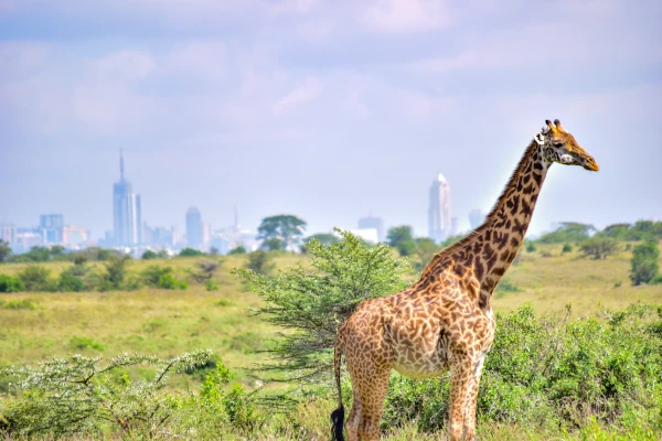 Wilde Giraffe auf der Safari-Reise Best of Ostafrika in Nairobi