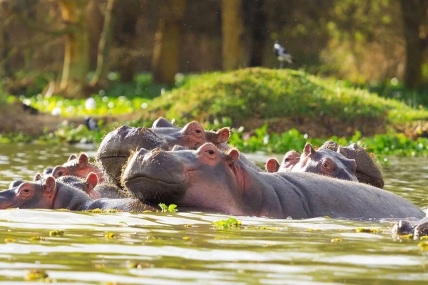 Flusspferde im Lake Naivasha Nationalpark, Kenia, Afrika