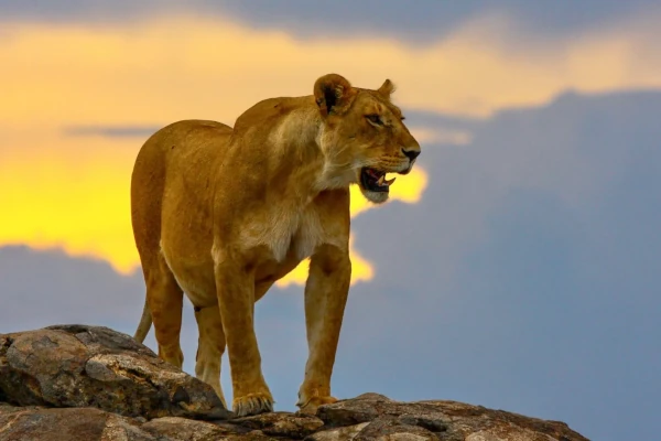 Wilde Löwin im Masai Mara Nationalreservat beim Sonnenuntergang