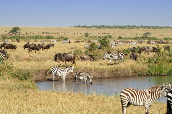 Wilde Tiere an einer Wasserstelle im Masai Mara Nationalreservat bei einer Pirschfahrt am Morgen