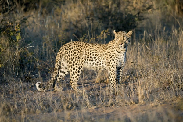 Wilder Leopard bei einer Safari in Tansania