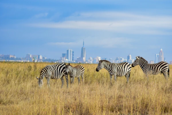 Wilde Zebras in Nairobi