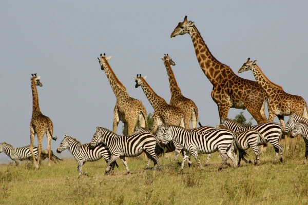 Wilde Tiere im Masai Mara Naturreservat