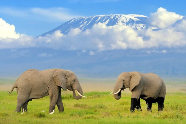 Blick auf wilde Elefanten im Amboseli-Naturpark, der Kilimandscharo im Hintergrund