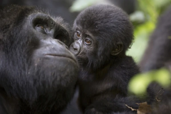 Schimpansenbeobachtung auf einem Gorilla-Tracking in Bwindi, Uganda, Afrika