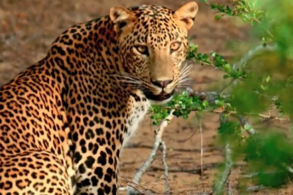 Wilder Leopard im Lake Mburo Nationalpark während der Reise die Perle Afrikas mein dein-afrika-urlaub.de