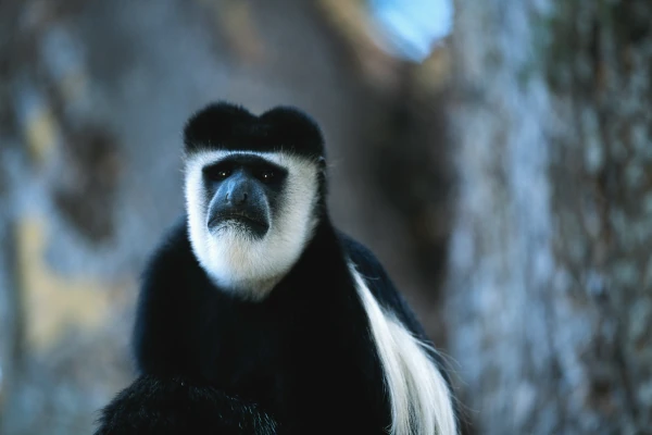 Schwarz-weißer Colobus Stummelaffen im Kibale Forest Nationalpark
