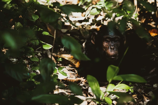 Schimpanse im Gebüsch im Kibale Forest Nationalpark