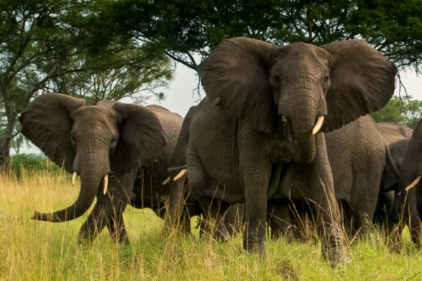 Eine Herde Elefanten im Queen Elizabeth Nationalpark in Uganda
