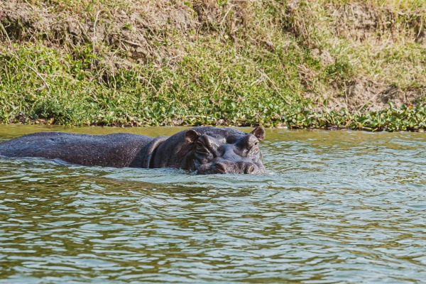 Ein Nilpferd schaut aus dem Wasser bei einer Pirschfahrt im Queen Elizabeth Nationalpark