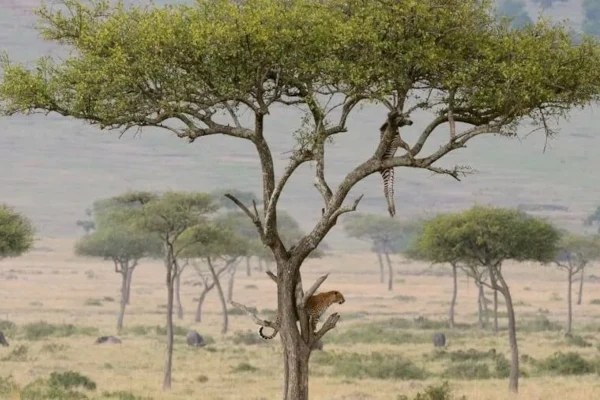 Masai Mara Nationalreservat auf einer Zugreise in Afrika