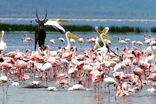Flamingos und wilde Tier im Lake Nakuru Nationalpark