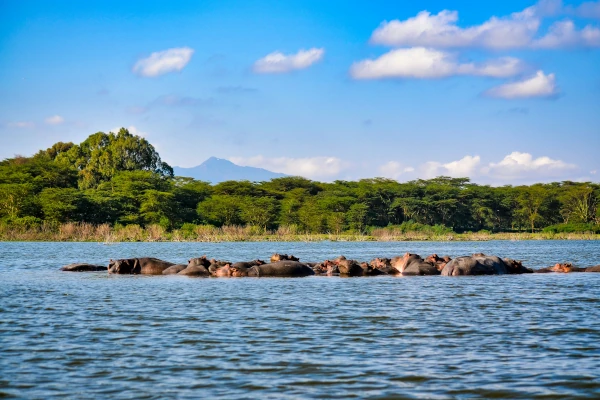 Schwarz- als auch Breitmaulnashörner im Lake Nakuru, Afrika